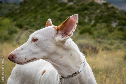 Podenco Ibicenco - White Ibizan Warren Hound, is one of the medium-sized greyhounds descended from the dogs of ancient Egypt. Very old and pure race. Portrait, detail of long snout and ears