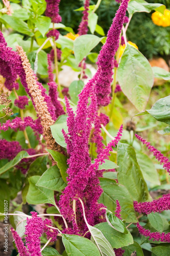 Amaranthus, or amaranth with purple buds photo