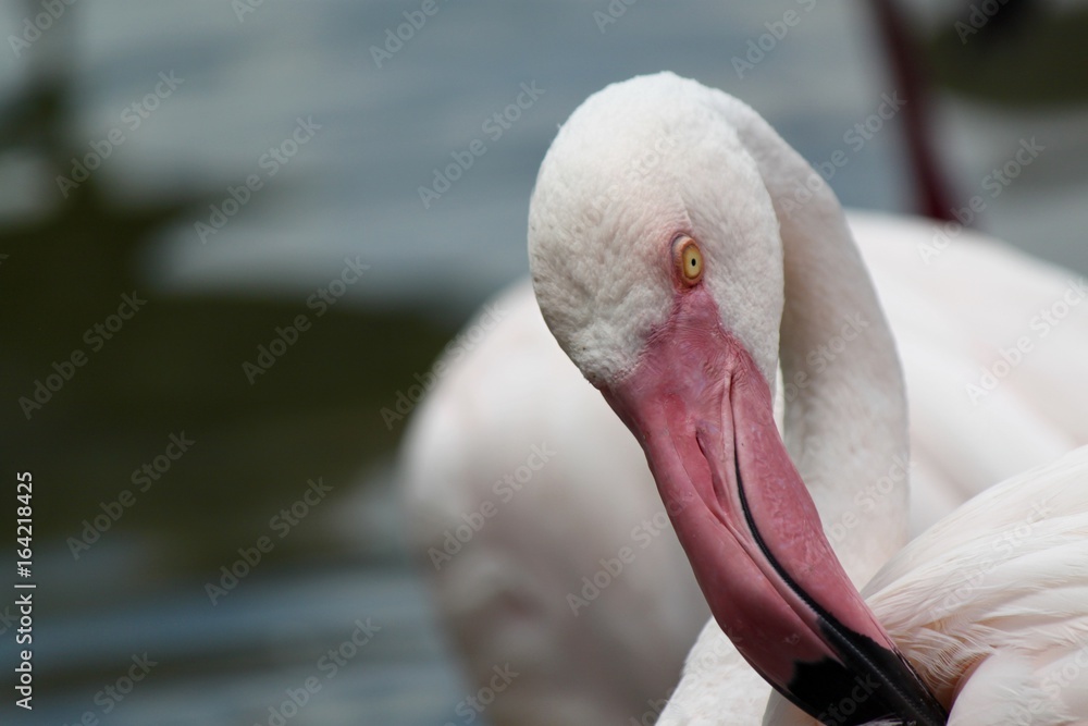 Fototapeta premium flamant rose