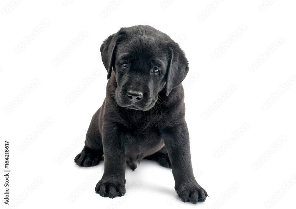 Black labrador isolated