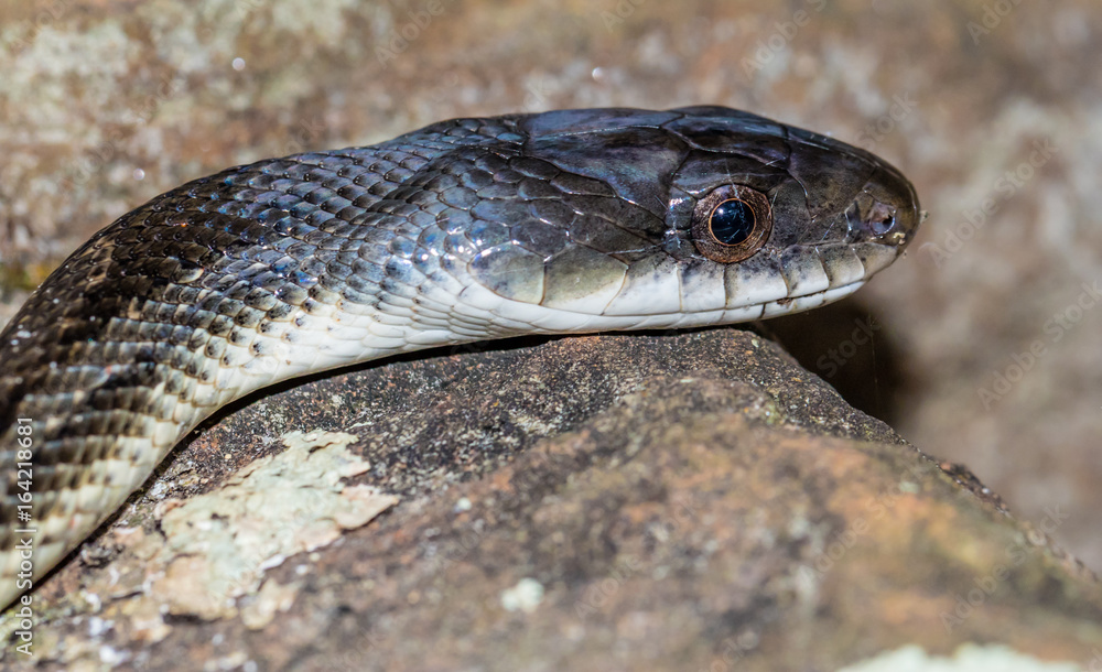 Rat Snake Rat Snake