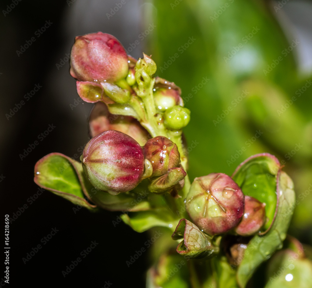 Flower buds after a storm Flower buds after a storm