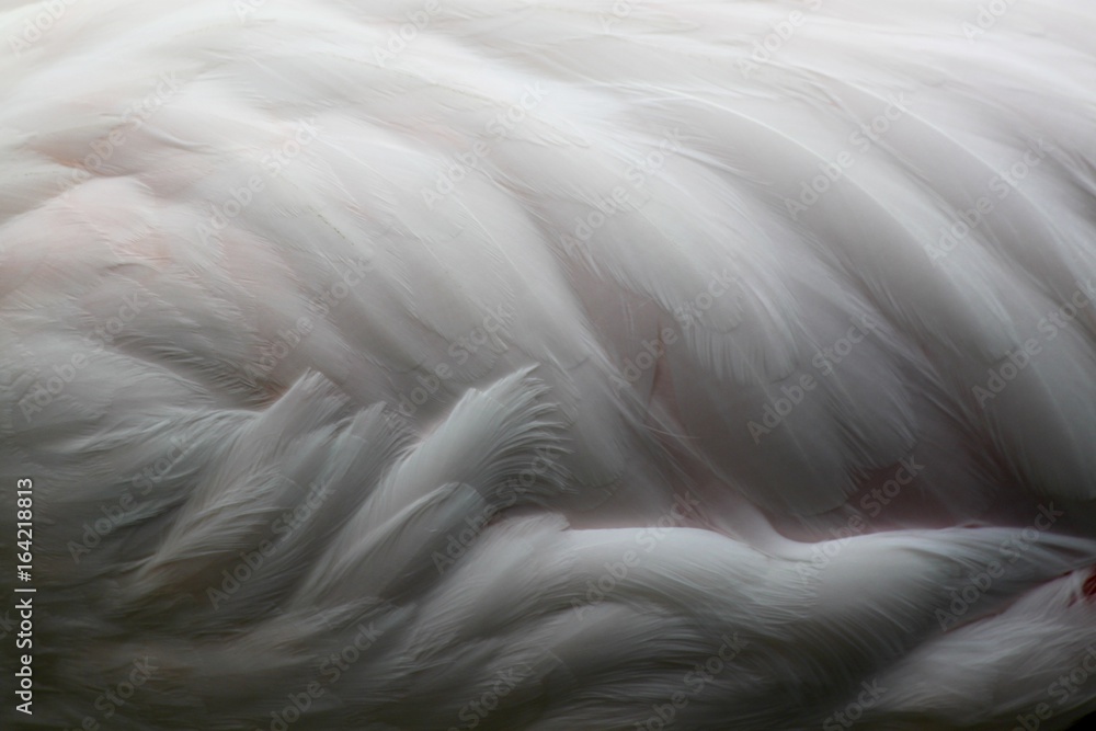 Fototapeta premium plumages de flamants roses