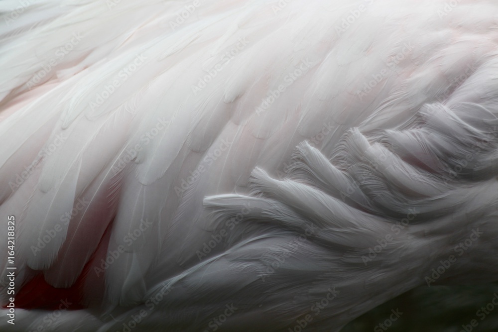 Fototapeta premium plumages de flamants roses