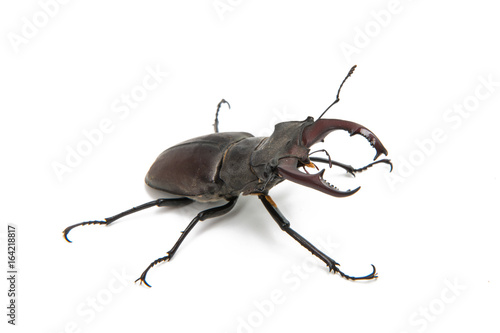 Beetle stag beetle isolated