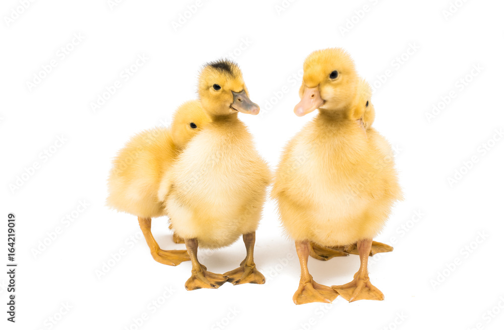 Fototapeta premium Small geese isolated