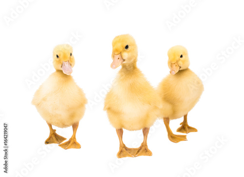 Small geese isolated