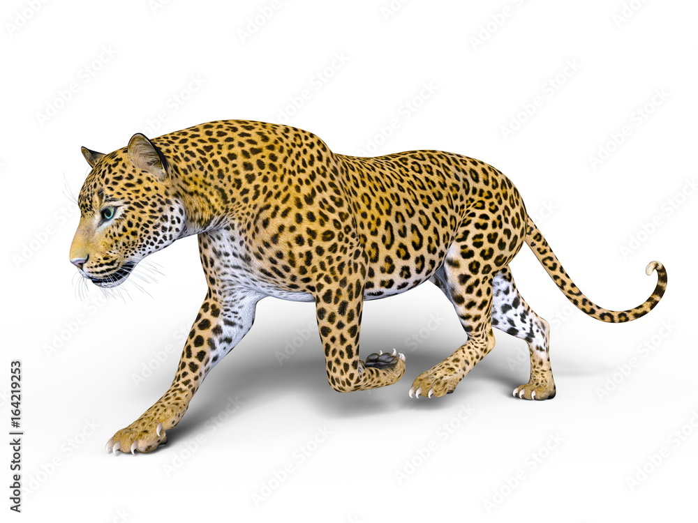 Obraz premium ヒョウ