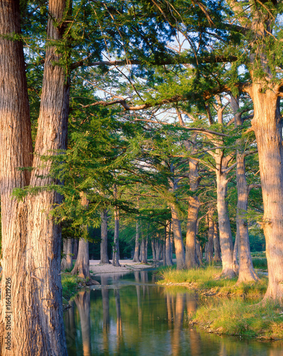 Bald cypress trees on Guadalupe River, Kerr County, TX
