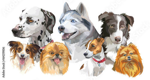 Different dog breeds set
