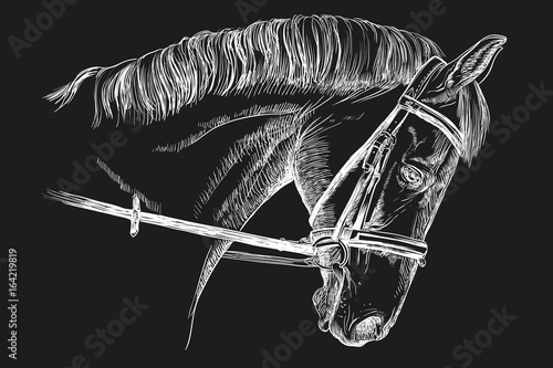 Horse head with bridle