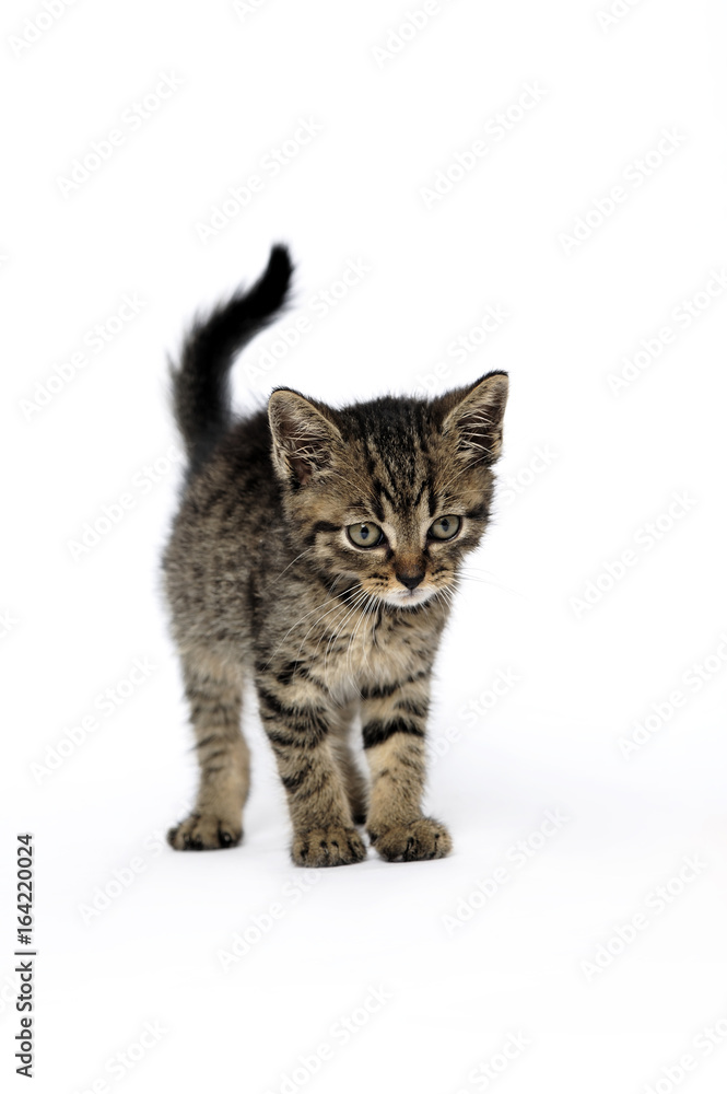Fototapeta premium animal, cat, catus, domestic, domesticated, domestics, pretty, puppy, pure, curious, inquisitive, natural, wide,