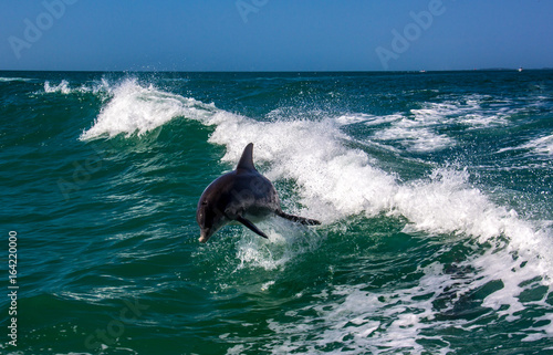 Dolphin jumping over the waves