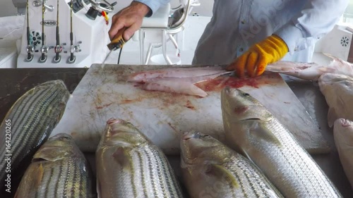 Fishing guide filleting striped bass with a electric knife.
