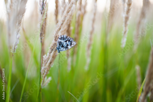 close up of grass field flowers at sunset light. colorful nature background with butterfly