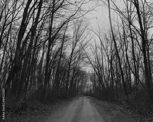 Silhouette of trees and driveway