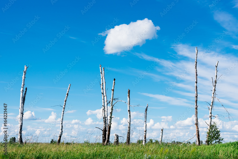 Naklejka premium The landscape depicts broken trees as a result of a great hurricane