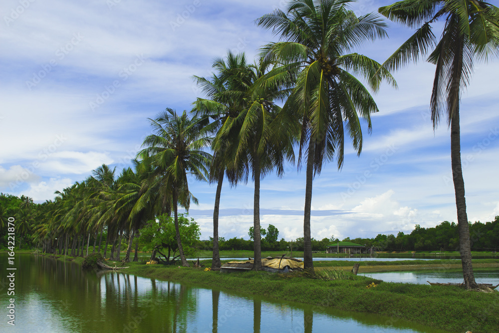 Fluffy coco palm tree between two ponds. Rice paddles and palms. Fluffy coco palm tree between two ponds. Rice paddles and palms.