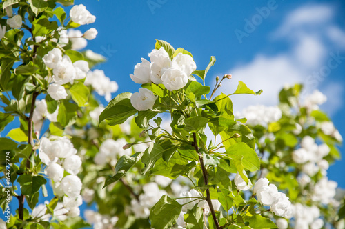 A closeup of a blooming branch of a garden jasmine on the background of blue sky