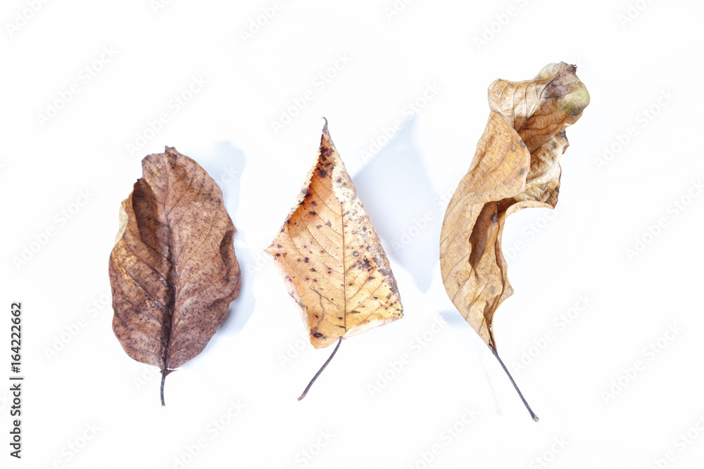 Fototapeta premium Autumn Leaves