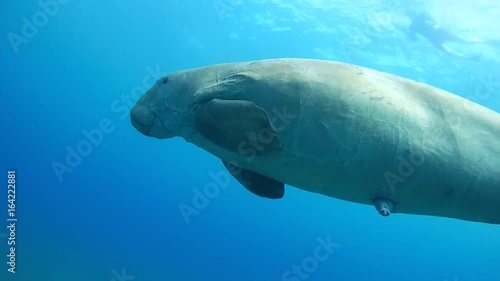Excited male Dugong swims in blue water - Abu Dabab, Marsa Alam, Red Sea, Egypt, Africa
 photo