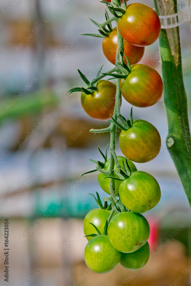 Rainbow Fruit 5