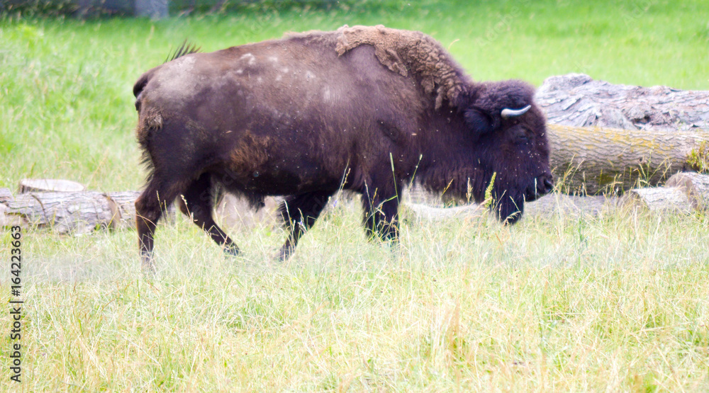 A herd of wild bison with new calves A herd of wild bison with new calves