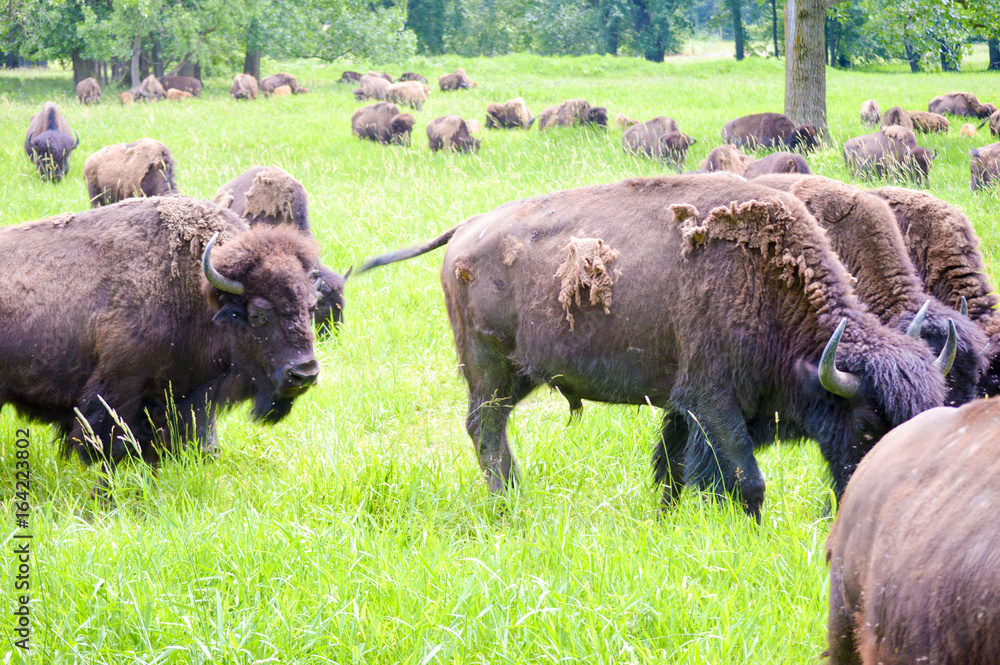 A herd of wild bison with new calves of the season