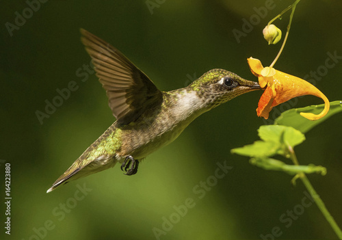 Ruby-throated Hummingbird with Jewelweed