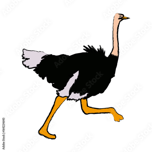 ostrich birds of savannah african fauna wildlife