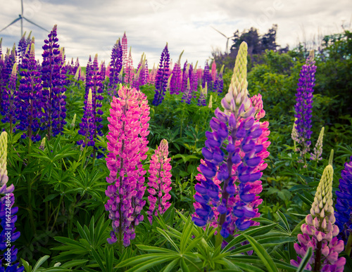 colourful wild lupines 