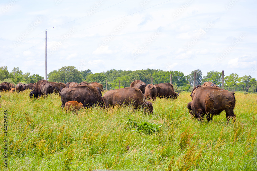 Wild bison grazing in the field with the young
