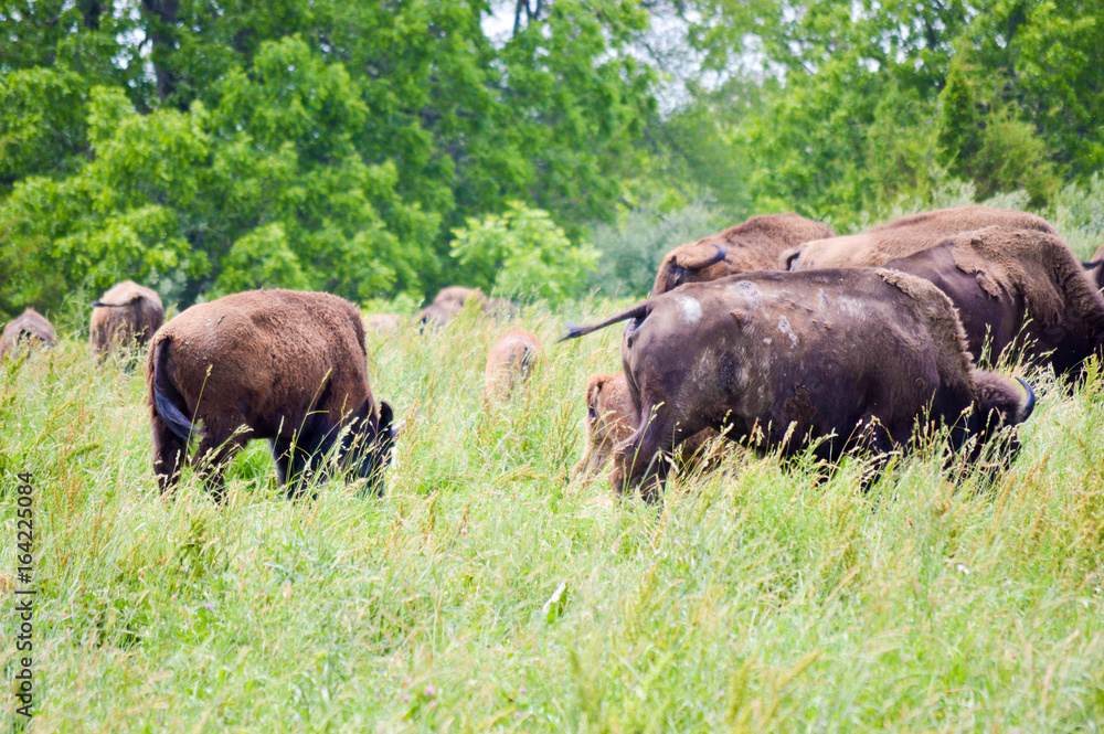 Wild bison grazing in the field with the young