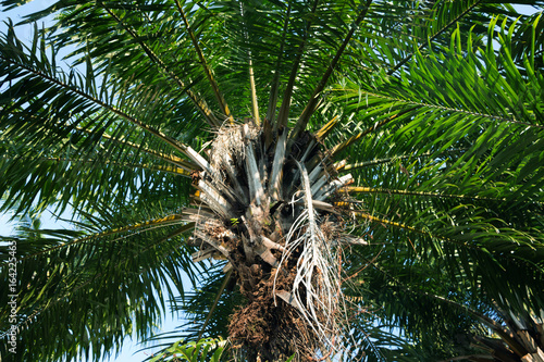 Palm Elaeis guineensis - Arecaceae