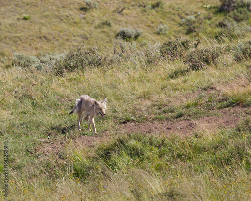 coyote in Yellowstone National Park