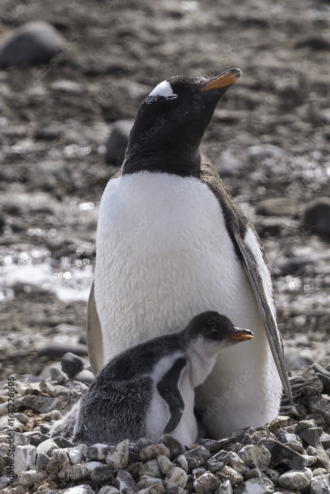 Fototapeta premium Mother and Baby Penguin
