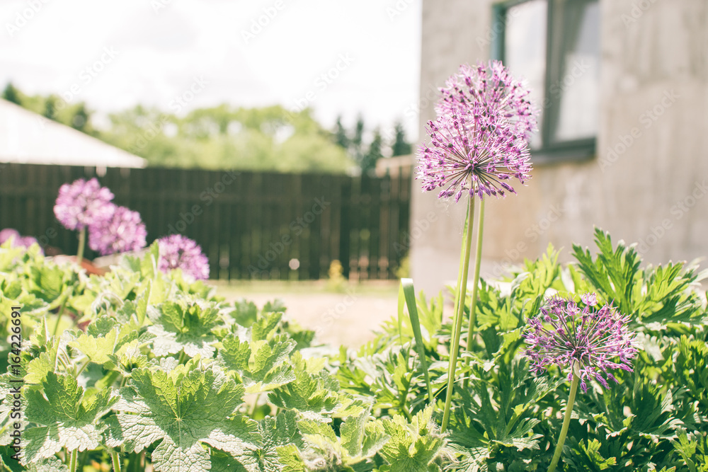 Obraz premium Garden plants in the villa