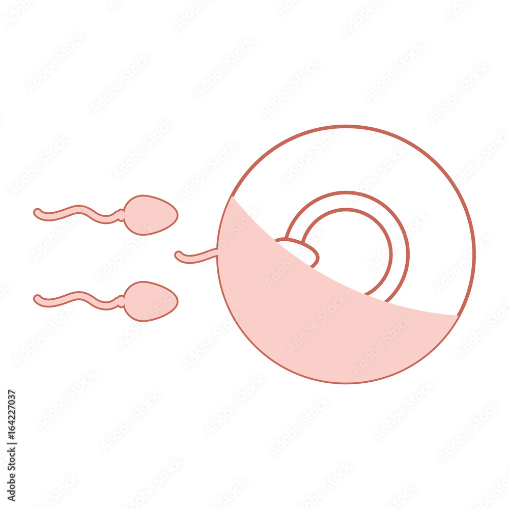 Fertilization of the ovum by the spermatozoon vector illustration design Fertilization of the ovum by the spermatozoon vector illustration design