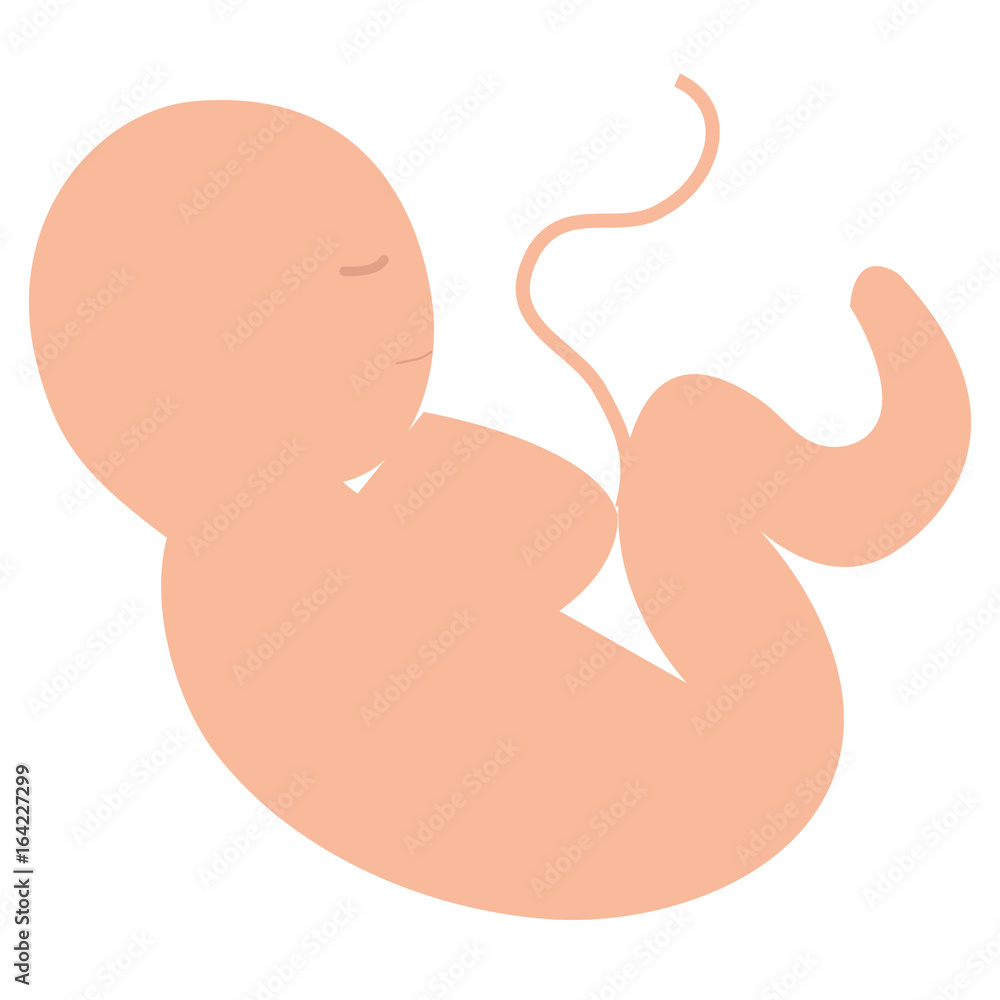 human fetus isolated icon vector illustration design human fetus isolated icon vector illustration design