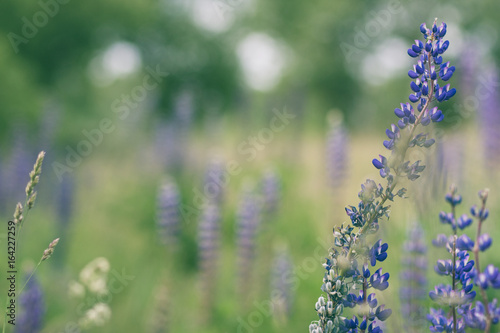 Lupine plants on a plant background