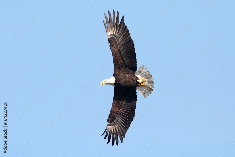 Obraz premium Bald Eagle (haliaeetus leucocephalus)