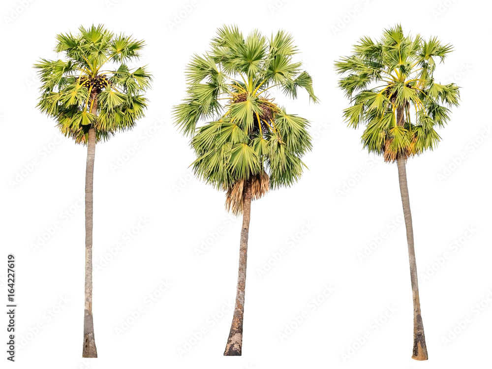 Fototapeta premium Collection of Sugar palm tree isolated on white background