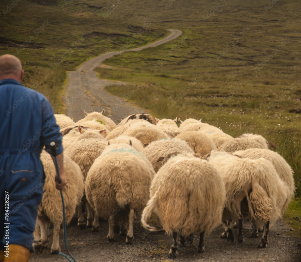 Fototapeta premium Sheep and Herder