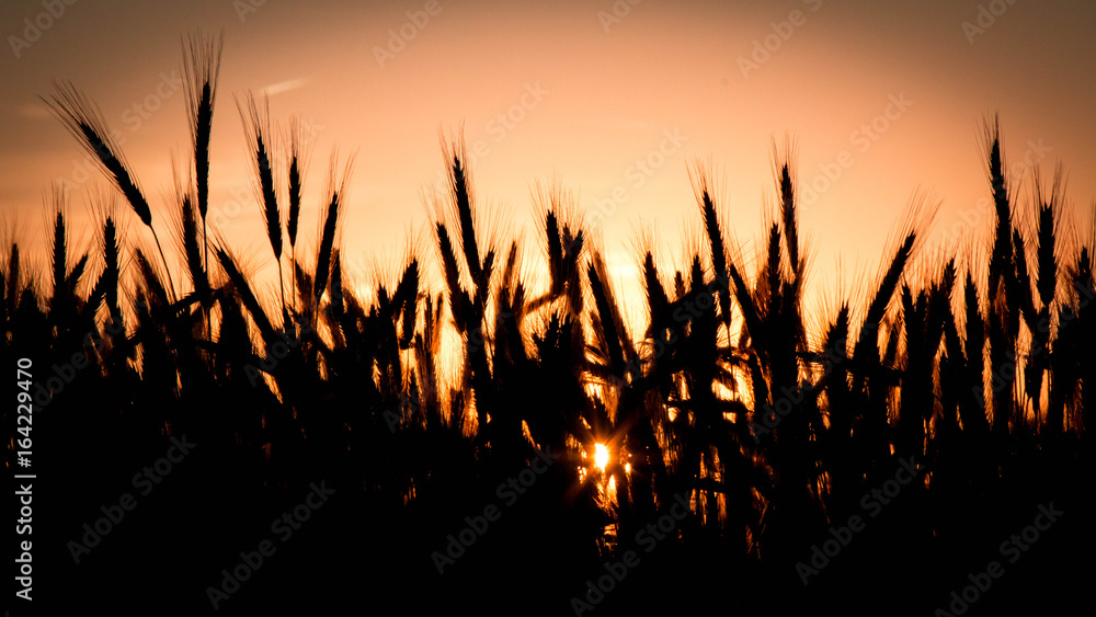 wheat silhouette