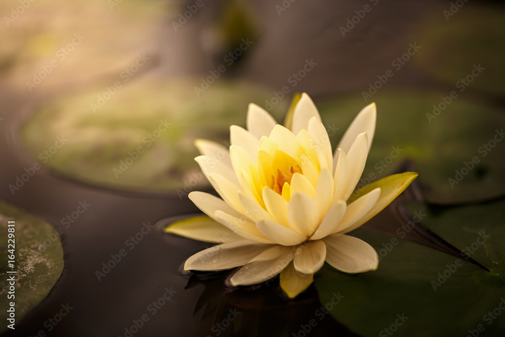 White lotus with yellow pollen on surface of pond White lotus with yellow pollen on surface of pond