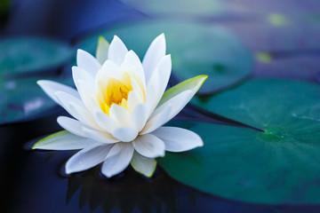 Papier peint photo Fleur de lotus Lotus blanc au pollen jaune  © nutt