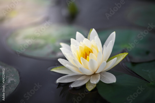 Fototapeta Naklejka Na Ścianę i Meble -  White lotus with yellow pollen on surface of pond