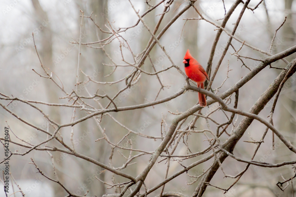 Cardinal