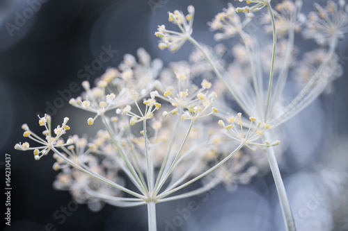 Flowering dill clusters photo