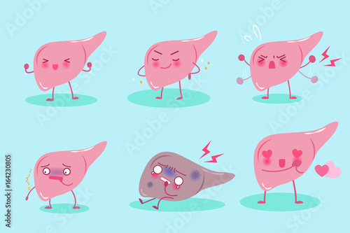 cute cartoon liver